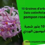 graines de Dais cotinifolia