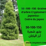 Le Cryptomeria japonica, ou cèdre du Japon أرز اليابان
