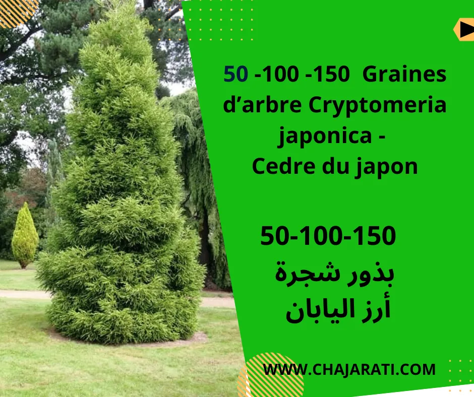 Le Cryptomeria japonica, ou cèdre du Japon