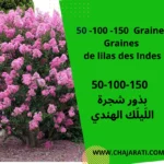 Graines de Lilas des Indes (Lagerstroemia speciosa),