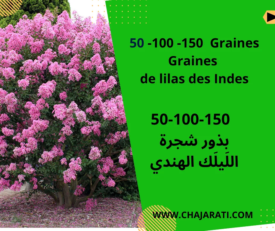 Graines de Lilas des Indes (Lagerstroemia speciosa),