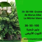 Graines de Mûrier blanc (Morus alba) شجرة التوت الأبيض