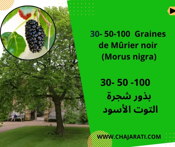 Graines de Mûrier noir (Morus nigra) بذور التوت الأسود