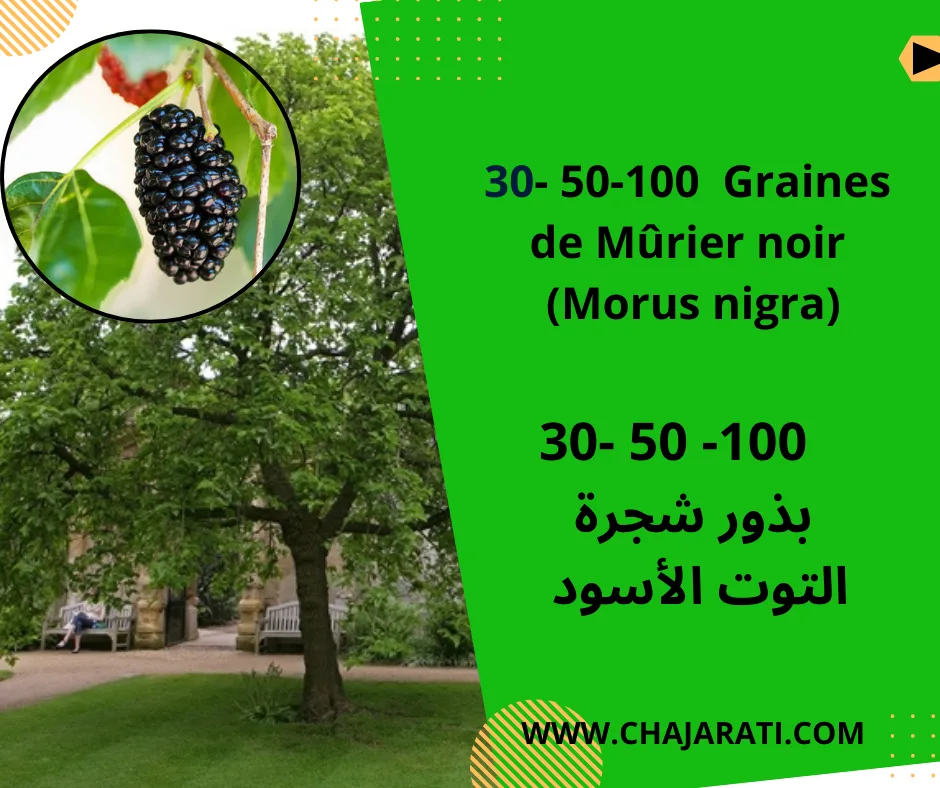 Graines de Mûrier noir (Morus nigra)