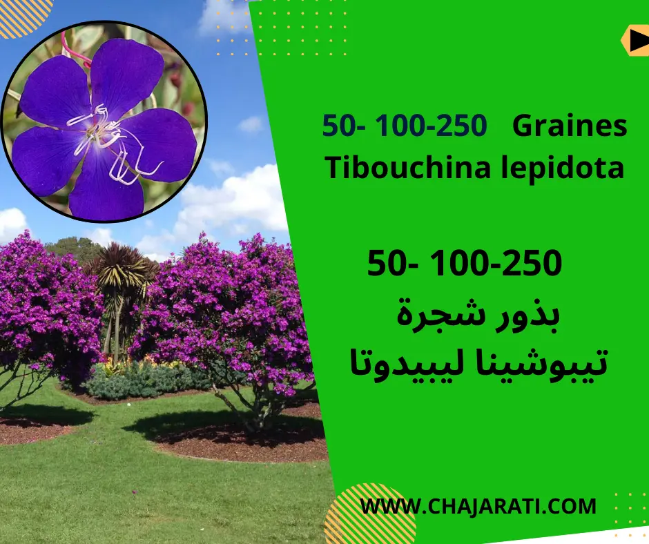 Graines de Tibouchina lepidota