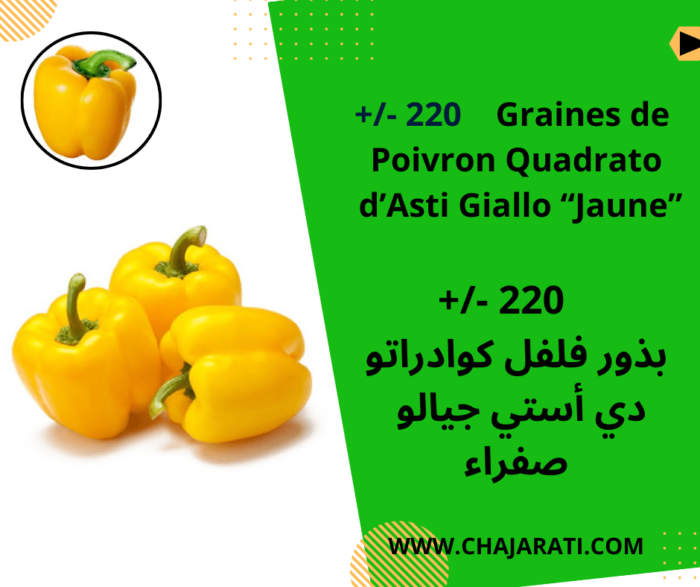 Graines de Poivron Quadrato d’Asti Giallo