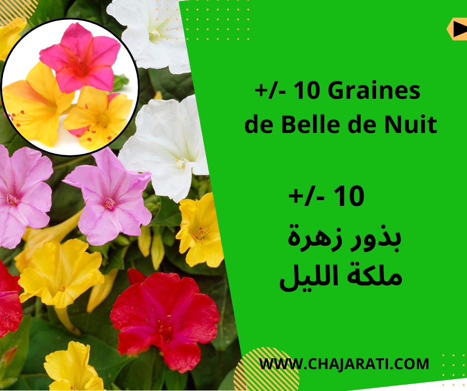 Graines de Belle de Nuit