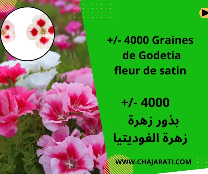 les graines de Godetia بذور زهرة الغوديـتيا