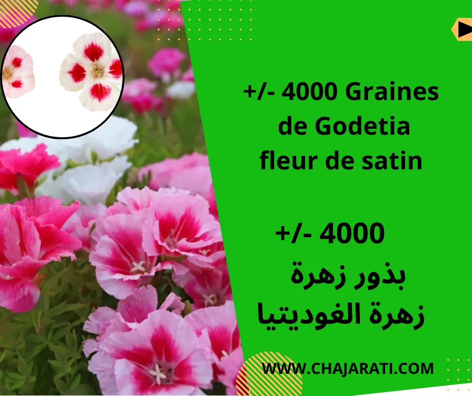 les graines de Godetia بذور زهرة الغوديـتيا