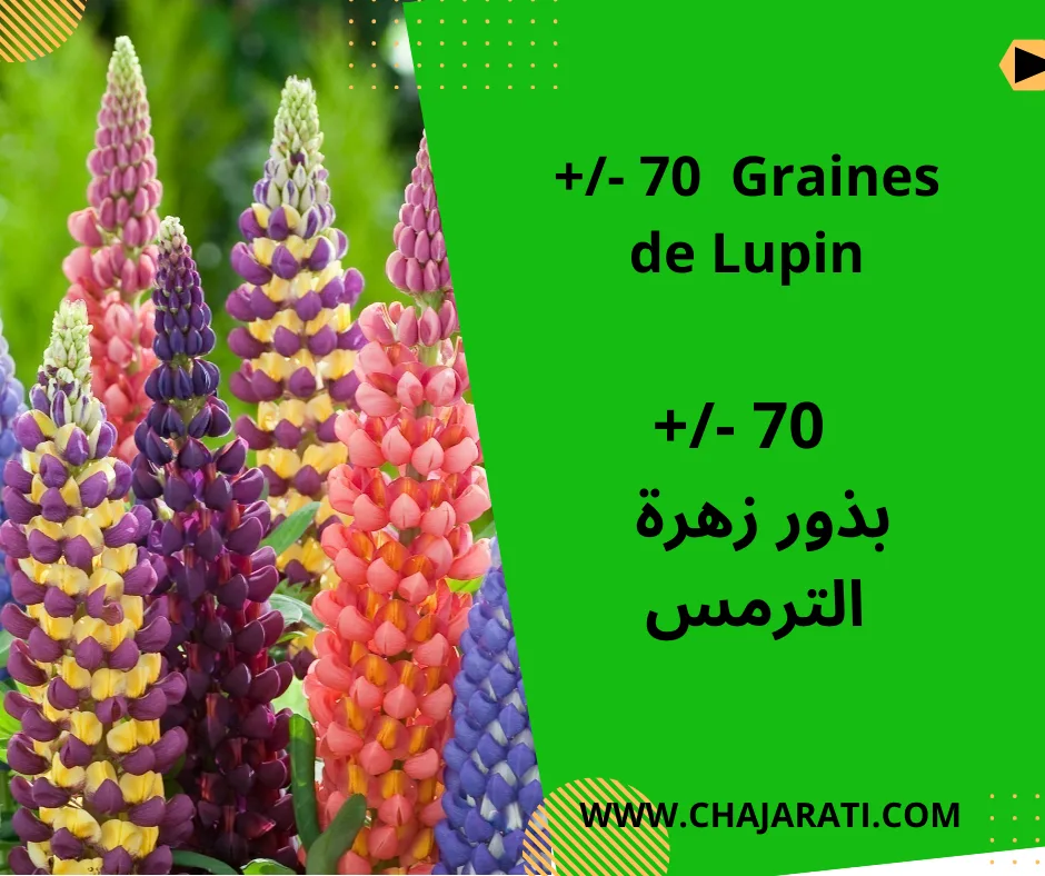 Graines de Lupin بذور الترمس