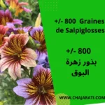 Graines de Salpiglosses - بذور البوق