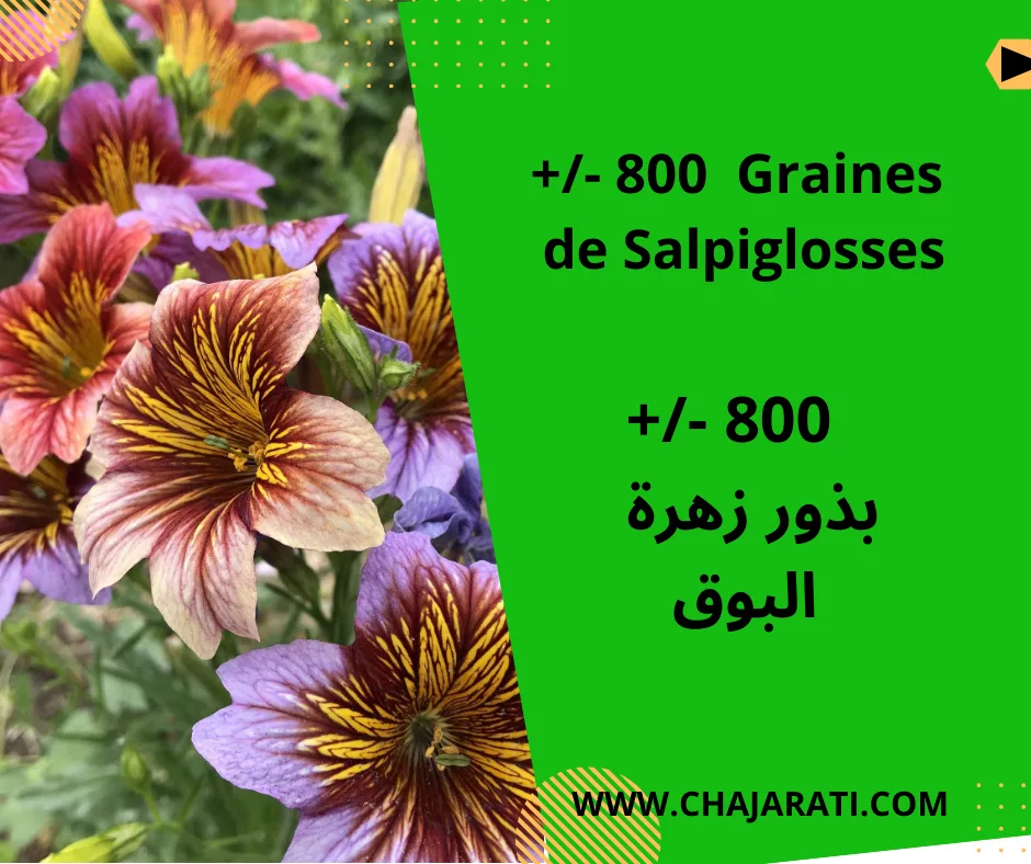 Graines de Salpiglosses – بذور البوق