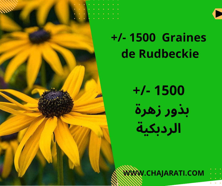 Graines de Rudbeckie  –