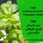 Graines de basilic Classique italien بذور الريحان الحبق الإيطالي الكلاسيكي