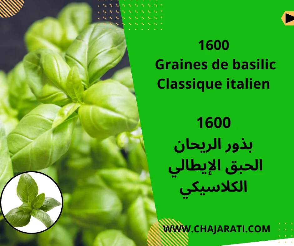 Graines de basilic Classique italien