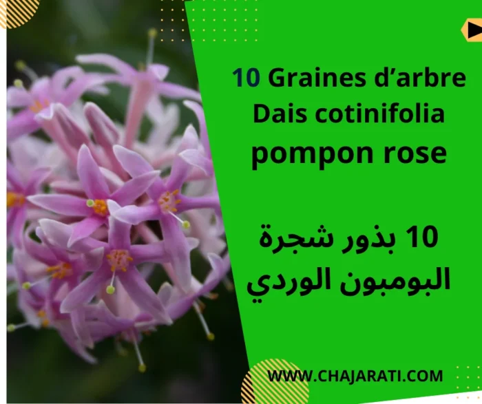 graines de Dais cotinifolia – pompon rose