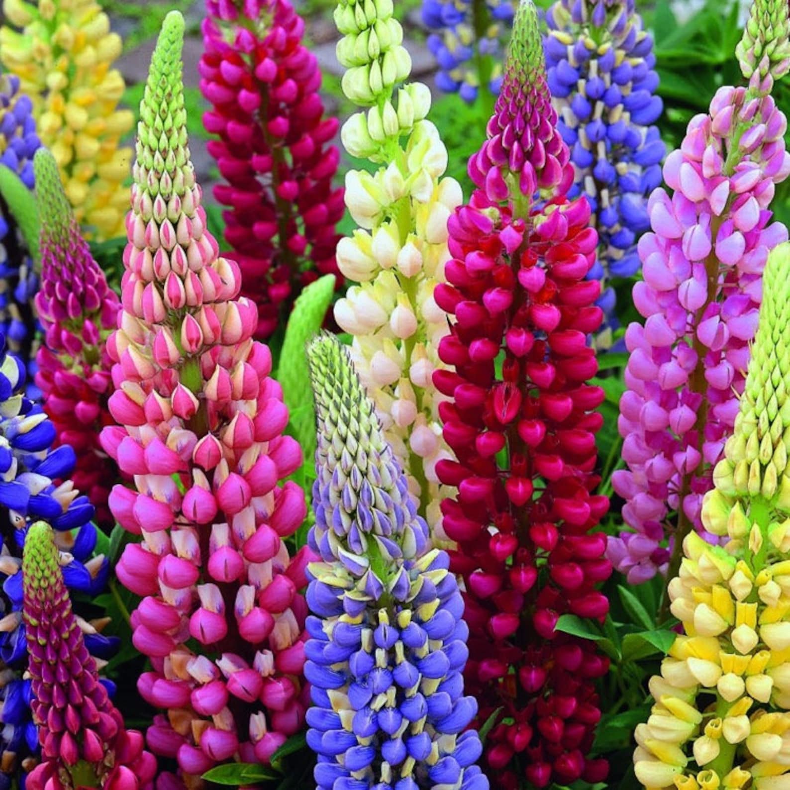 Graines de Lupin