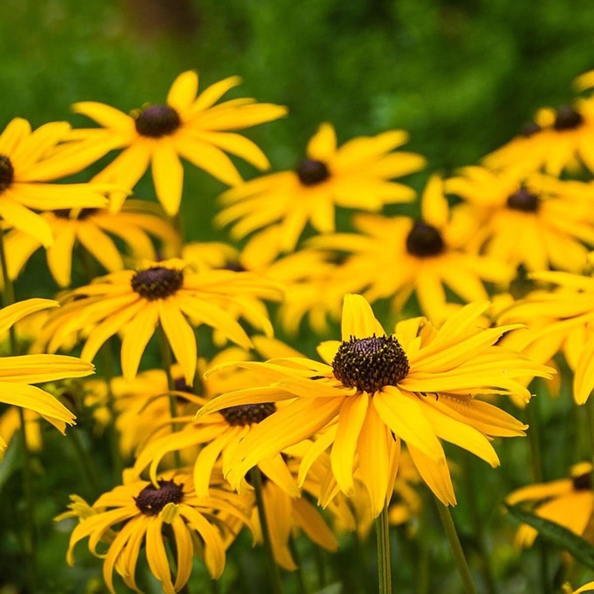 Graines de Rudbeckie  –  بذور زهرة  الردبكية