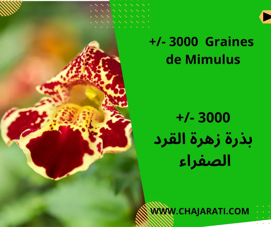 Graines de Mimulus luteus