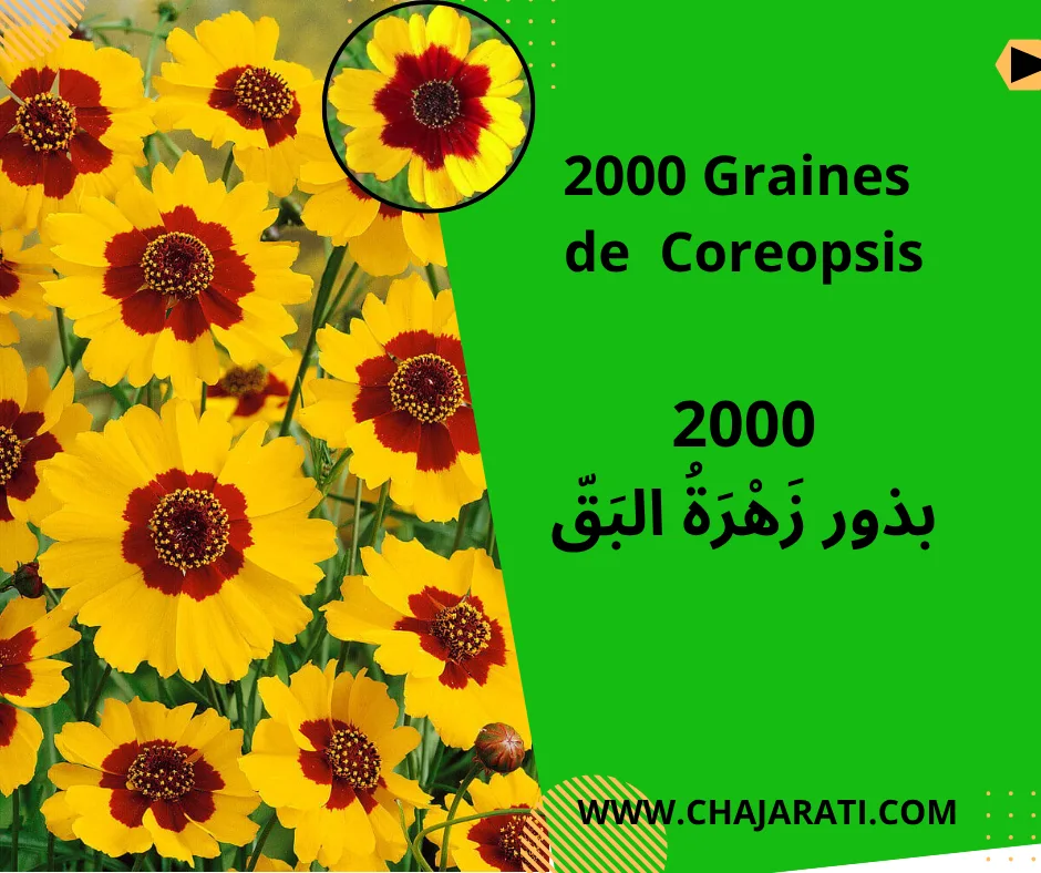 graines de Coreopsis tinctoria