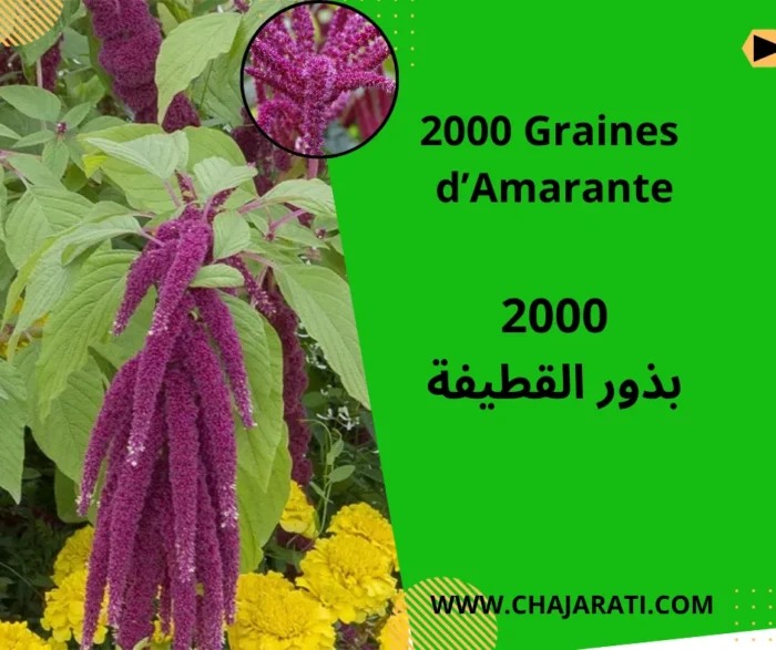 graines d’Amaranthus caudatus