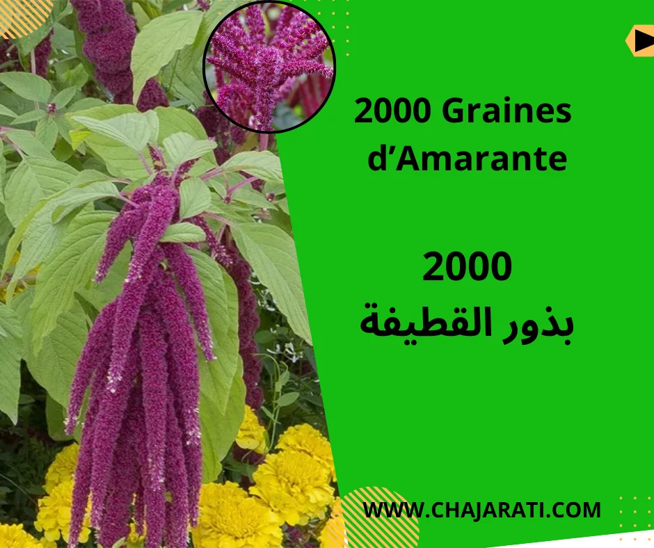 graines d’Amaranthus caudatus