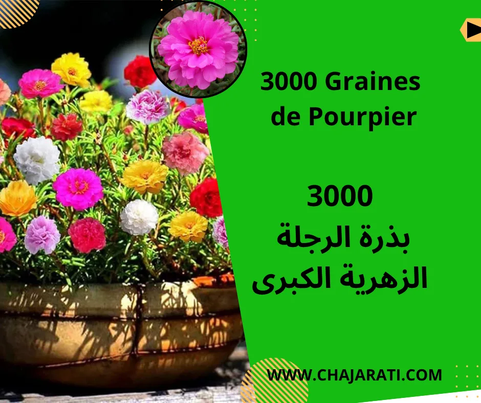 Graines  de Pourpier