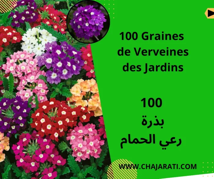 graines de verveine des jardins