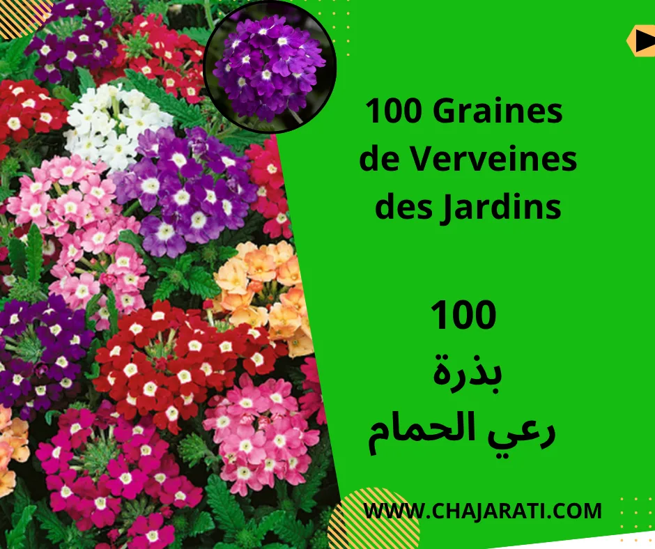 graines de verveine des jardins