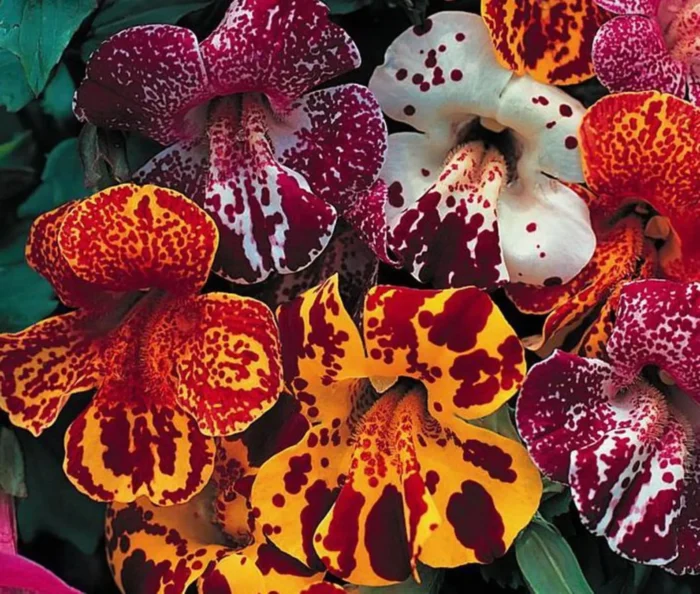 Graines de Mimulus luteus