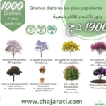 pack de graines d'arbre