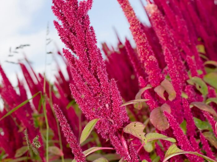 graines d’Amaranthus caudatus