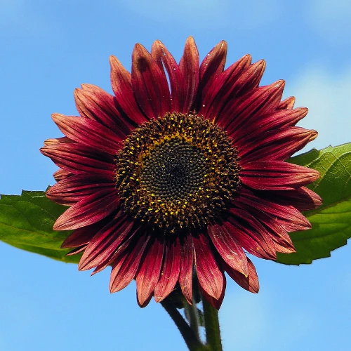 Graines de Tournesol  Rouge