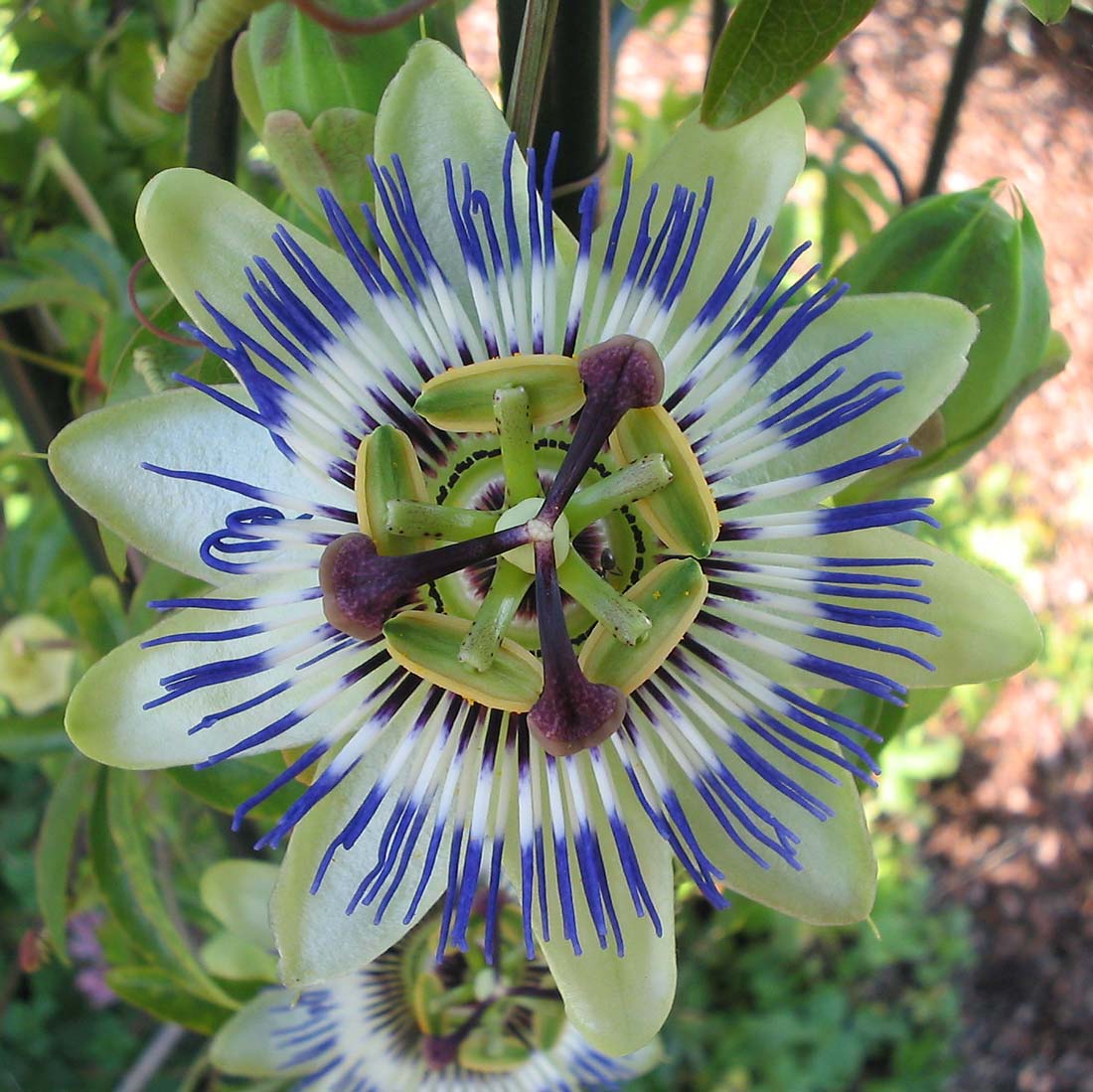 Passiflora caerulea