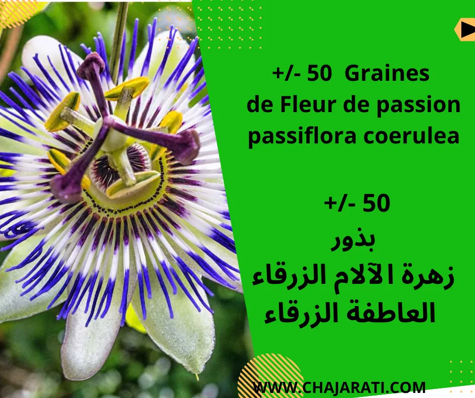 Graines de Fleur de passion passiflora coerulea