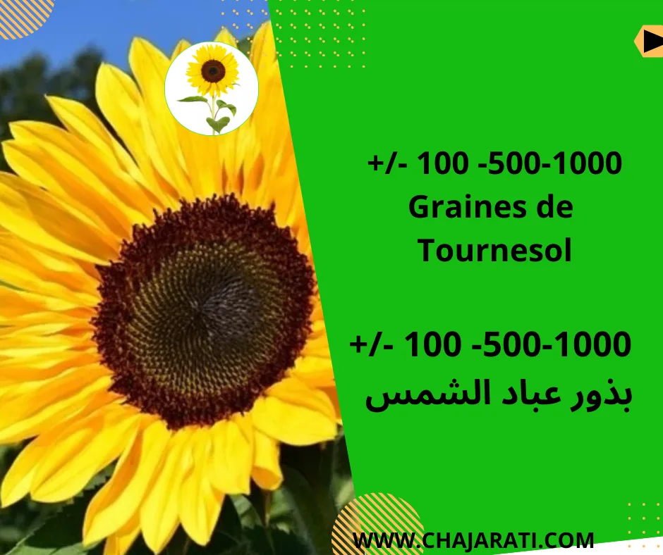 Graines de Tournesol