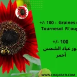 Graines de Tournesol Rouge - بذور عباد الشمس احمر (دوار الشمس)