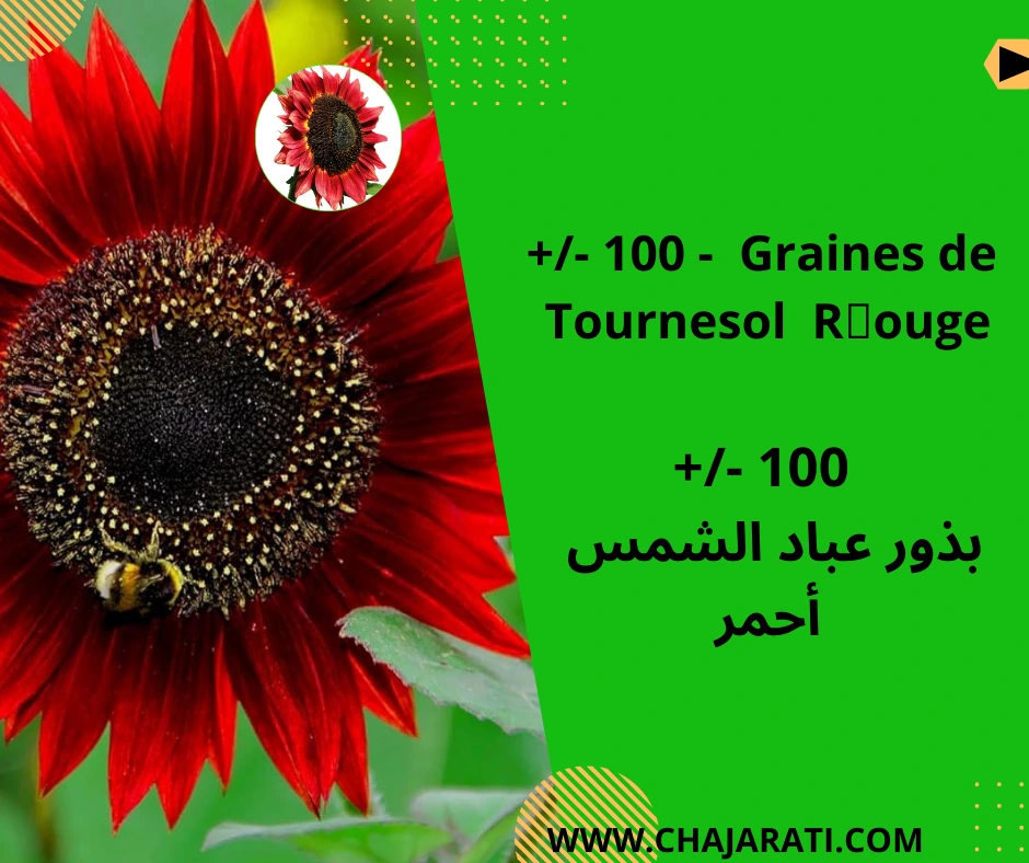 Graines de Tournesol  Rouge