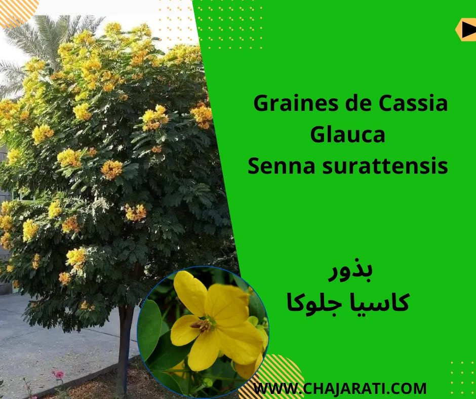 Graines de Cassia Glauca – Senna surattensis –