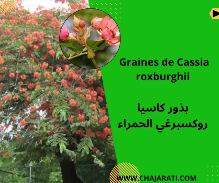 Graines de Cassia roxburghii- بذور كاسيا روكسبرغي الحمراء