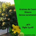 Graines de Cassia Glauca
