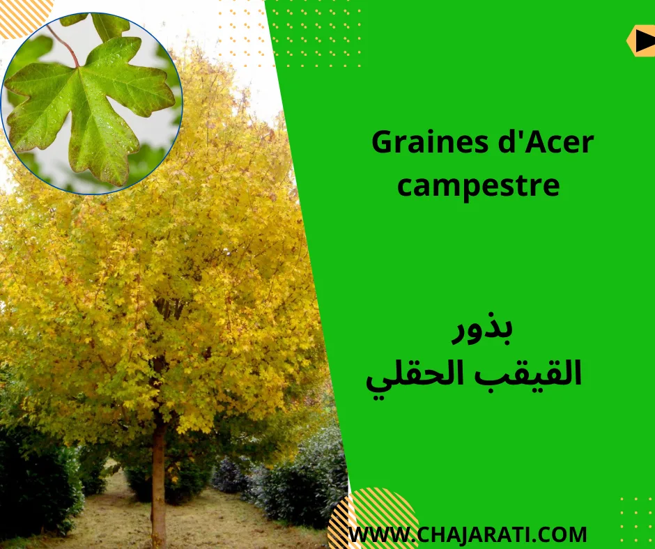 Graines d&rsquo;Acer campestre  – بذور القيقب الحقلي
