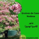 Graines de Cassia Nodosa - بذور كاسيا نودوزا