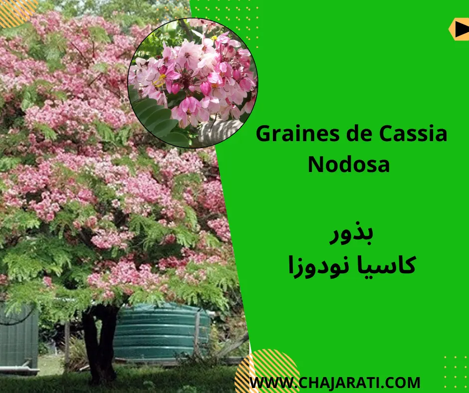 Graines de Cassia Nodosa – بذور كاسيا نودوزا