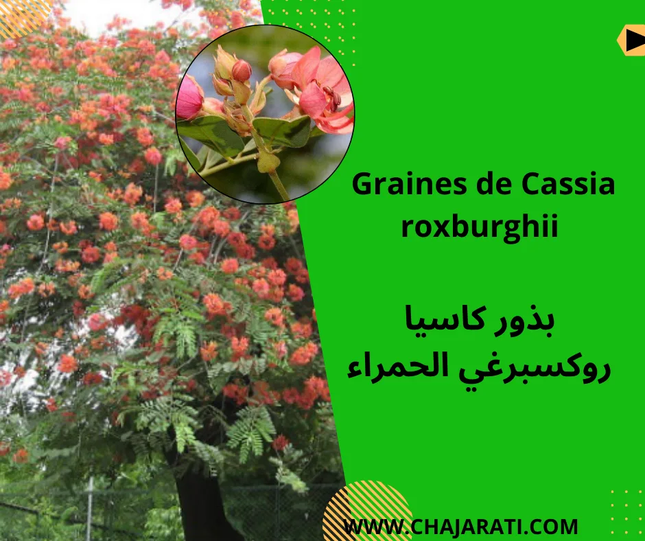 Graines de Cassia roxburghii-   بذور كاسيا روكسبرغي الحمراء