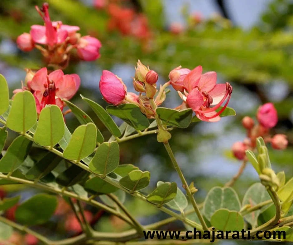 Graines de Cassia roxburghii-   بذور كاسيا روكسبرغي الحمراء