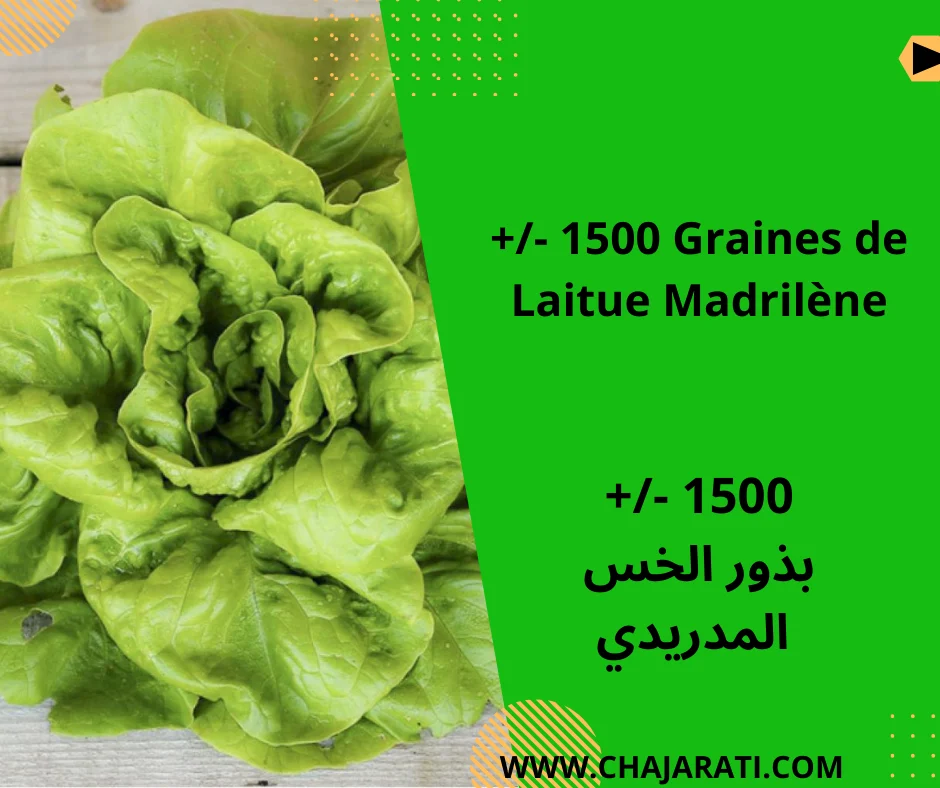 Graines de Laitue Madrilène  –  بذور الخس المدريدي