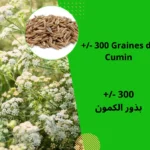 Graines de Cumin (Cuminum cyminum) - بذور الكمون