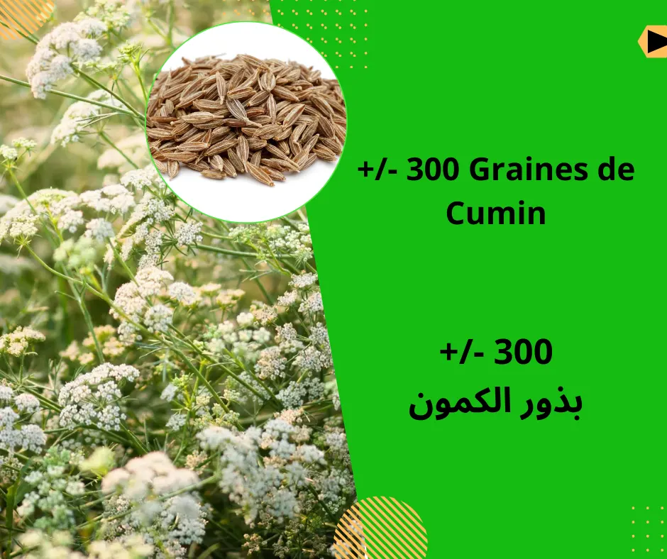 Graines de Cumin (Cuminum cyminum) –  بذور الكمون
