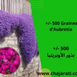 Graines d’Aubretia - بذور الأوبريتيا